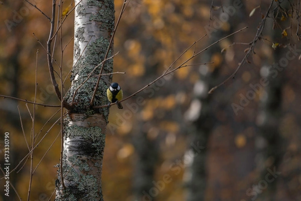 Fototapeta Great tit sitting on branch in autumn color