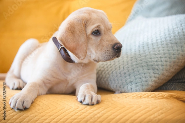 Obraz Labrador puppy in home interior