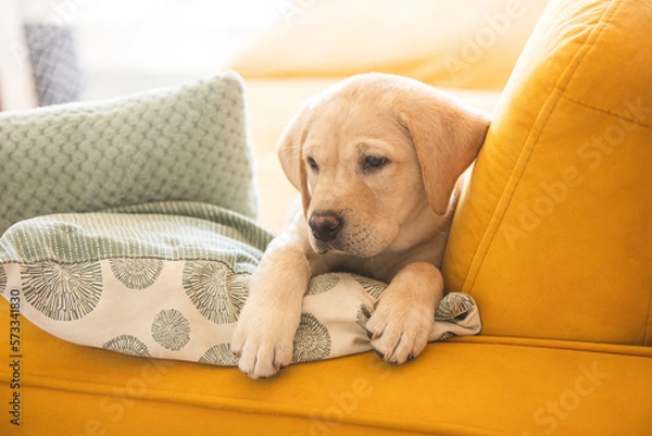 Obraz Labrador puppy in home interior