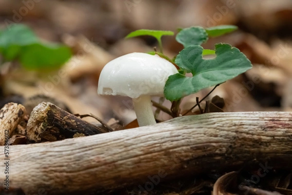 Obraz Biały grzyb w lesie