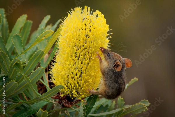 Fototapeta Honey Possum or noolbenger Tarsipes rostratus tiny marsupial feeds on the nectar and pollen of yellow bloom, important pollinator for Banksia attenuata and coccinea and Adenanthos cuneatus