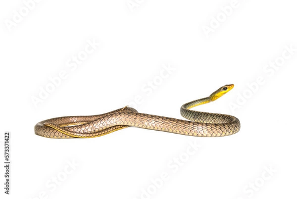 Obraz Chironius exoletus - Cobra-cipó