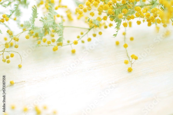 Obraz ミモザの花