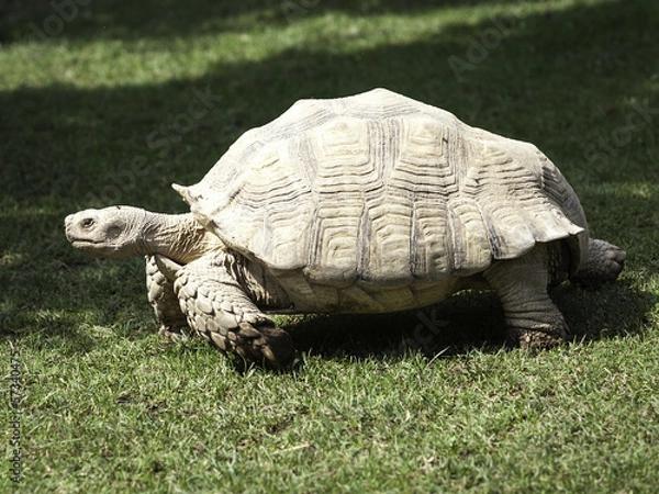 Fototapeta giant tortoise