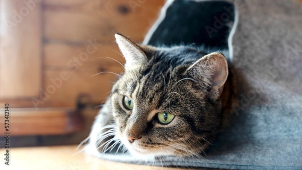 Fototapeta Bengal cat lying on sofa and smiling.