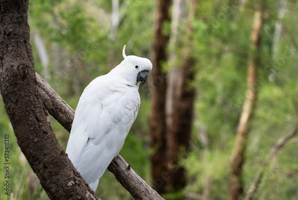 Obraz white cockatoo parrot