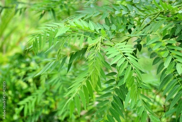 Obraz Green leaves background, Green leaf background, A suitable image to be used as a background.