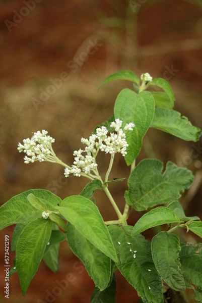 Obraz The flowers and green leaves in the yard are so beautiful