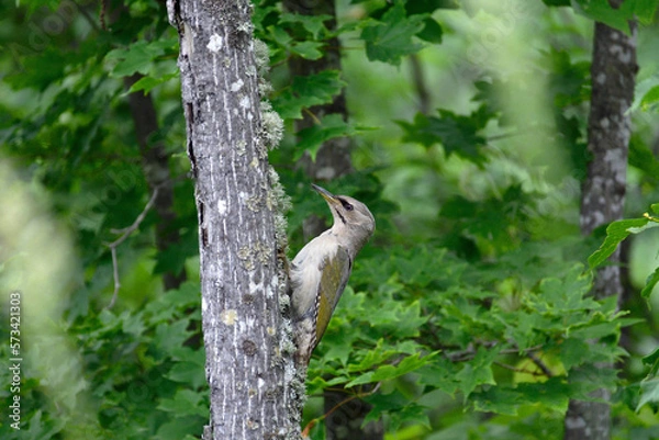 Obraz ヤマゲラの雌（北海道・津別町）
