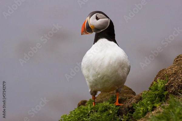 Obraz just another Lundi