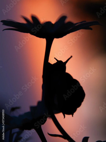 Fototapeta magic snail on a flower. The snail sits on a chamomile. Macro wildlife. Beautiful dark background with falling light.