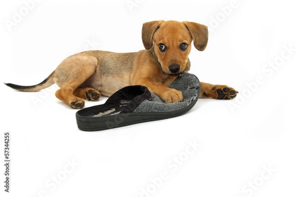 Obraz verspielter junger Hund