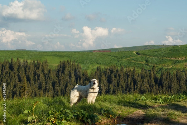 Obraz Great pyrenees dog howling on mountain slope scenic photography. Picture of animal with firs on background. High quality wallpaper. Ambient light. Photo concept for ads, travel blog, magazine, article