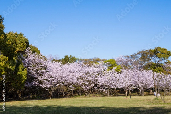 Fototapeta 桜　春