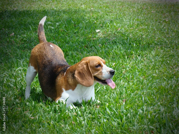 Obraz happy beagle
