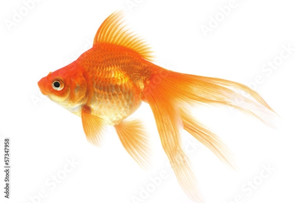 Fototapeta Goldfish on a white background