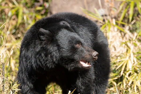 Fototapeta ツキノワグマ
