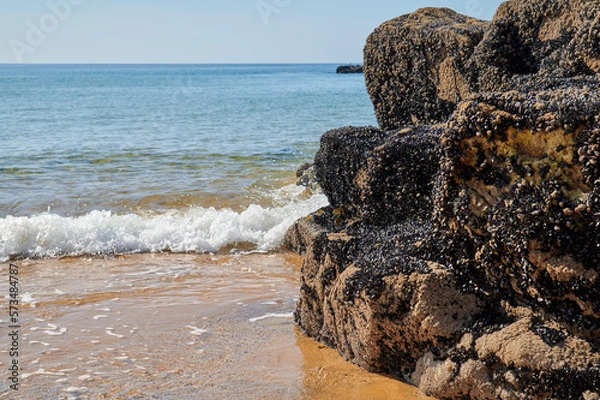 Obraz Von Muscheln überwachsener Felsen am Strand. Umspült von klarem Meerwasser