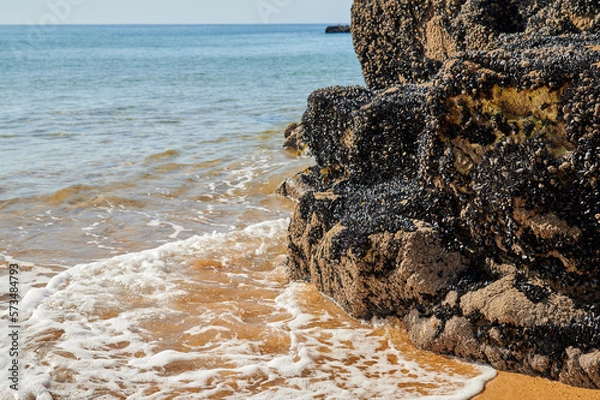 Obraz Von Muscheln überwachsener Felsen am Strand. Umspült von klarem Meerwasser