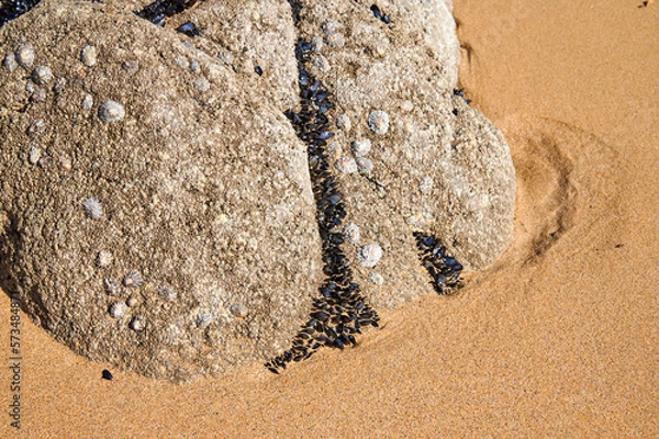 Obraz Felsen am Strand mit Muscheln und Napfschnecken bewachsen.