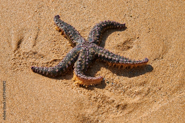 Obraz Gestrandeter Seesteern