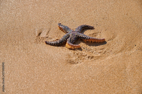 Obraz Gestrandeter Seesteern