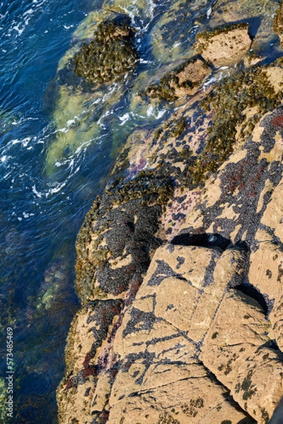 Obraz Miesmuscheln an einem Felsen umspült von klarem Meerwasser