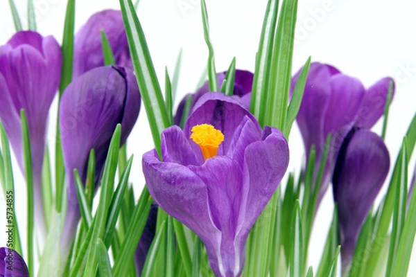 Obraz Frühlingsbote