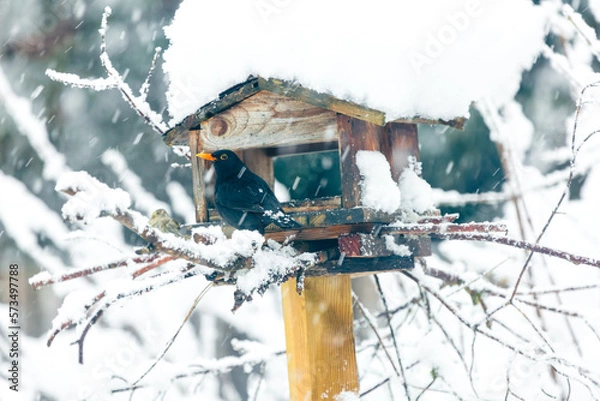 Obraz eine Amsel sitzt vor dem Futterhaus bei starkem Schneefall, nahaufnahme