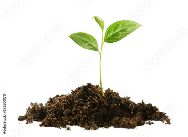 Fototapeta sprout in a pile of soil on a white isolated background