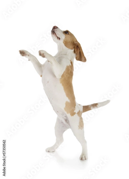 Obraz pies rasy beagle
