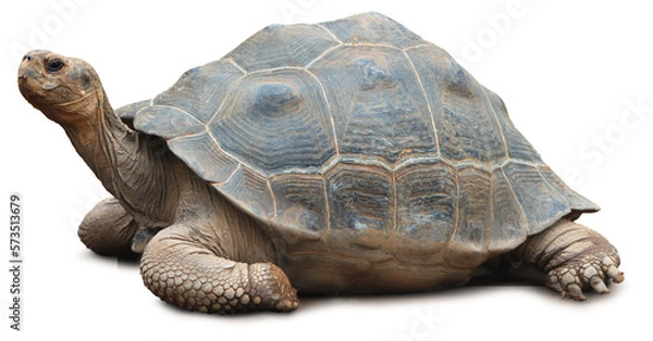 Fototapeta Big old giant turtle isolated, minimum soft shadow