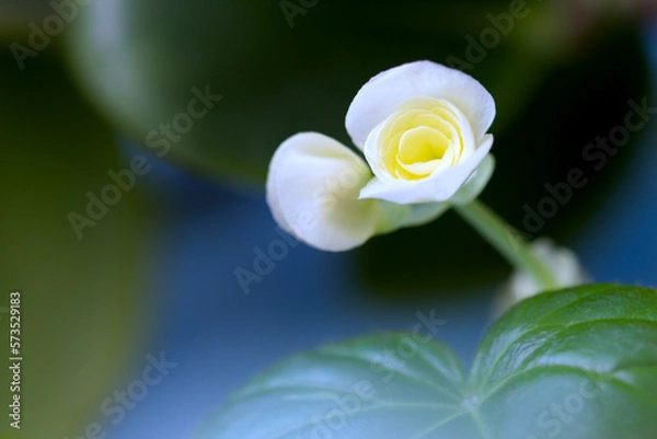 Fototapeta abstract image. a bud of a blossoming flower on a blurred background