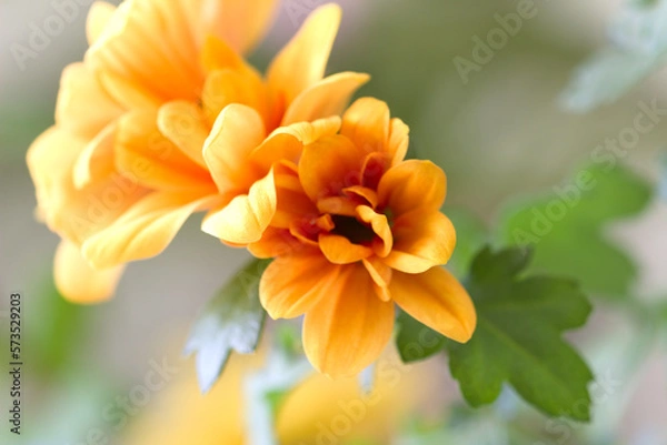 Fototapeta abstract image. a bud of a blossoming flower on a blurred background. gledionis chamomile.