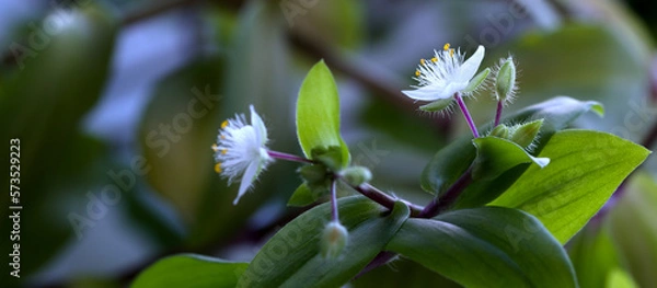 Fototapeta white beautiful flower with green leaves, close-up, on a blurred background. copy space