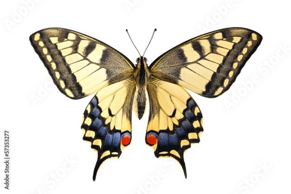 Fototapeta Motyl paziowatych (Papilio machaon) ze Starego Świata