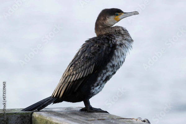 Obraz Cormorant