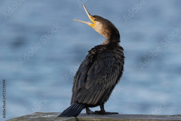 Obraz Cormorant