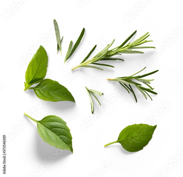 Fototapeta Fresh green organic basil and rosemary leaves isolated on white background. With clipping path. Transparent background and natural transparent shadow;  Basil and rosemary herb collection for design