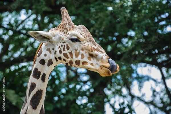 Obraz Giraffa camelopardalis