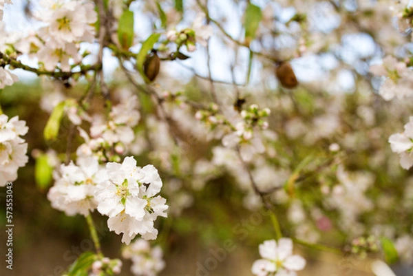 Fototapeta Almendro