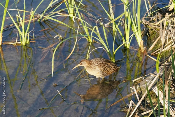 Fototapeta Clapper Rail Wading in Marsh