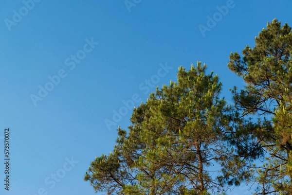 Fototapeta Pine Forest, Pine Trees, The two-leaf and three-leaf pine trees at Doi Pha Hom Pok National Park, Fang District, Chiang Mai, Thailand.