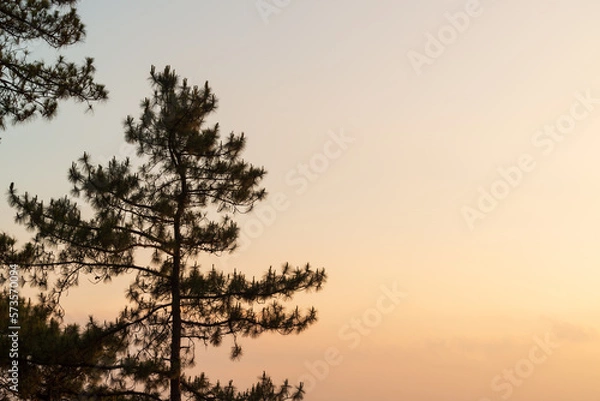 Fototapeta Silhouette landscape view of pine forest, pine trees, the two-leaf and three-leaf pine trees,at Doi Pha Hom Pok National Park, Fang District, Chiang Mai, Thailand.