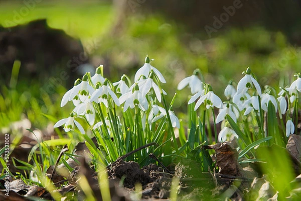 Obraz Schneeglöckchen