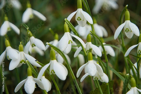 Obraz Schneeglöckchen