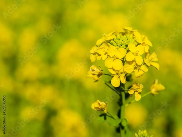 Fototapeta 菜の花