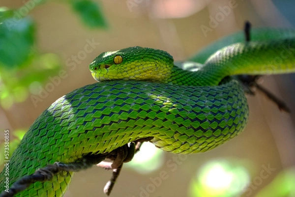 Obraz green pit viper