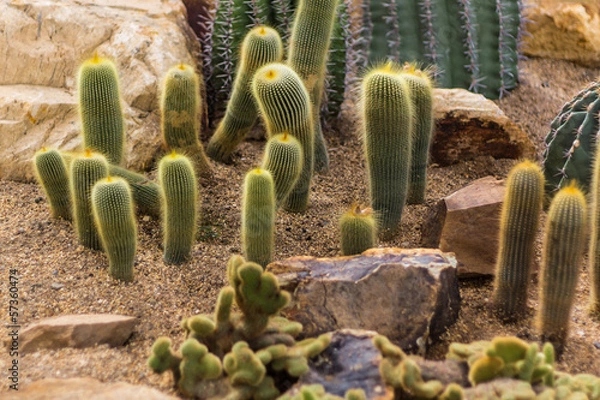 Obraz Ladyfinger cactus