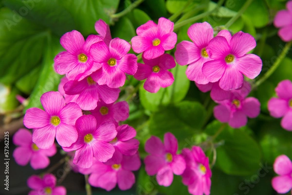 Obraz Kwiaty geranium